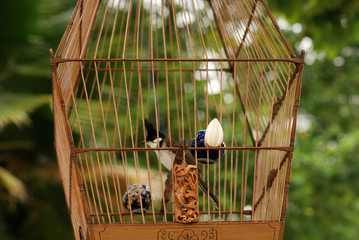 bird in the cage 