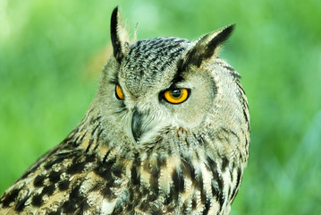 grand duc