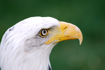 aigle royal