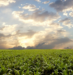 Fototapeta na wymiar Corn field during stormy day