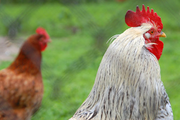 rooster and hen
