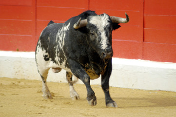 toro-30