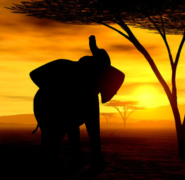 african spirit ii