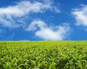 Corn field under blue sky