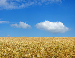 Beautiful wheat field