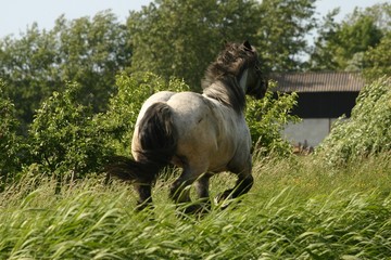 racing draught horse