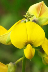 flowers yellow in plan macro, petals of flowers yellow, 