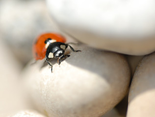 ladybug on rocks 2
