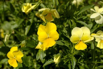 yellow pansy blossoms