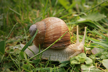 roman snail