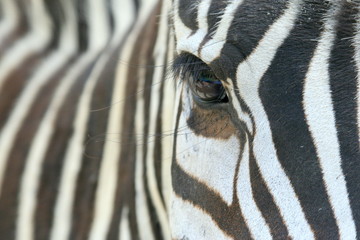 zebra close-up