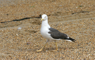 mouette