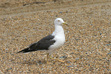 mouette
