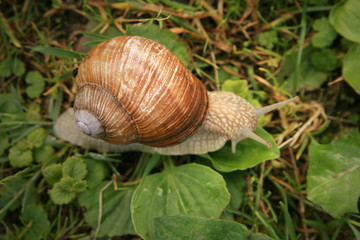roman snail