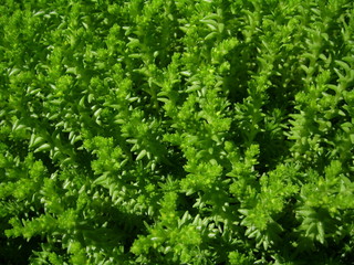 background with stonecrop