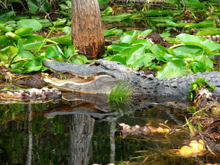 alligator