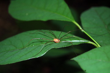 spider on leaf
