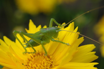 grashüpfer