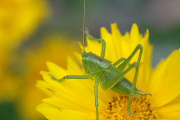 grashüpfer