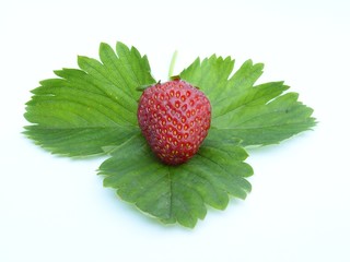 erdbeere 01