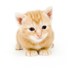 yellow kitten resting on white background