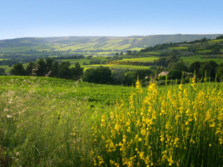 collines