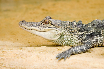 crocodile