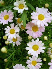 daisies in the garden in spring