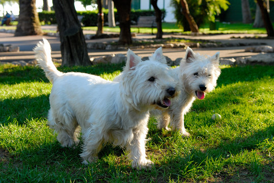 bichons