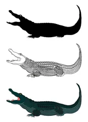 Poster Krokodil krokodil