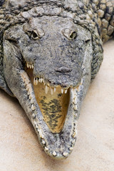 Obraz premium crocodile