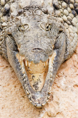 crocodile