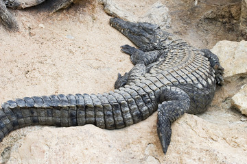 crocodile