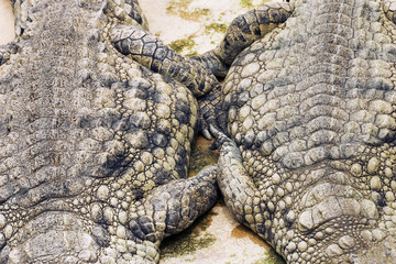 Fototapeta premium crocodiles