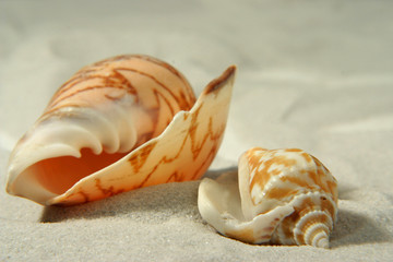 seashells (1)