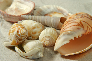 seashells (2)