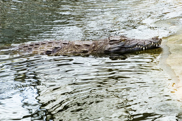 crocodile