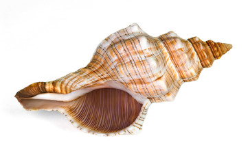 close-up of sea shell isolated on white - image01.