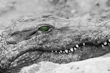 crocodile
