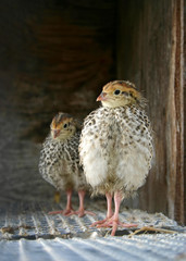 quails