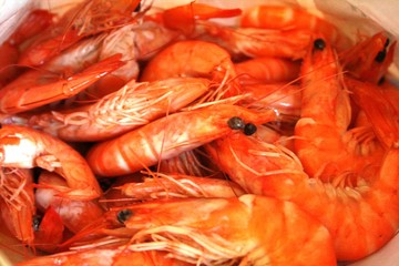 crevettes