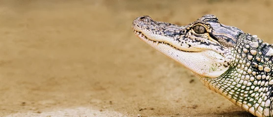 Photo sur Plexiglas Crocodile crocodile
