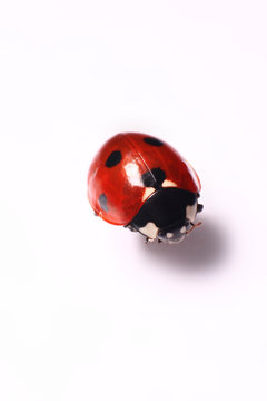 marienk&auml;fer