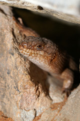 gidgee skink