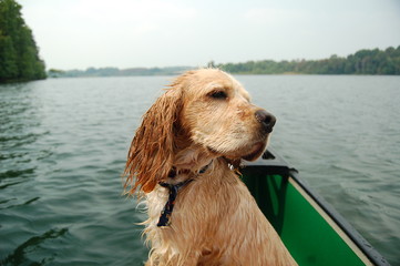 dog on canoe