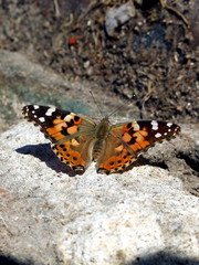butterfly on the rock