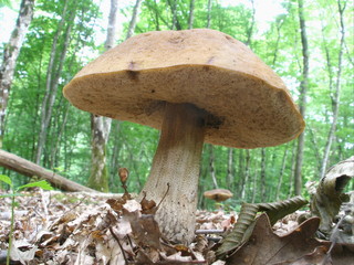 Fototapeta premium champignon
