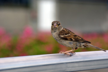 ein spatz ganz nah