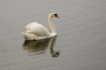 Mute swan