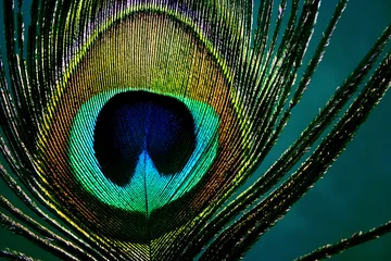 Abwaschbare Fototapete eye of a peacock feather © fat*fa*tin